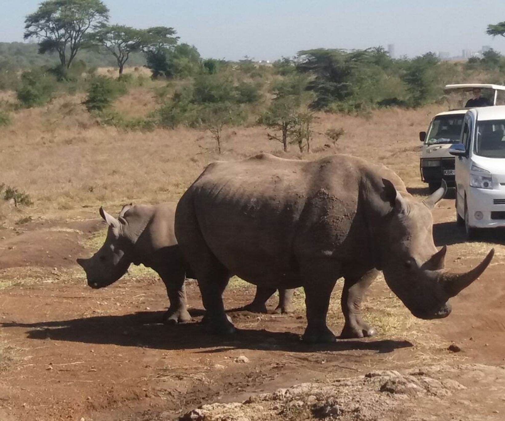 Black Rhino in Nairobi National Park – Safari Tour with Cruzeiro Safaris Kenya Black rhino spotted during a Nairobi National Park safari tour with Cruzeiro Safaris Kenya