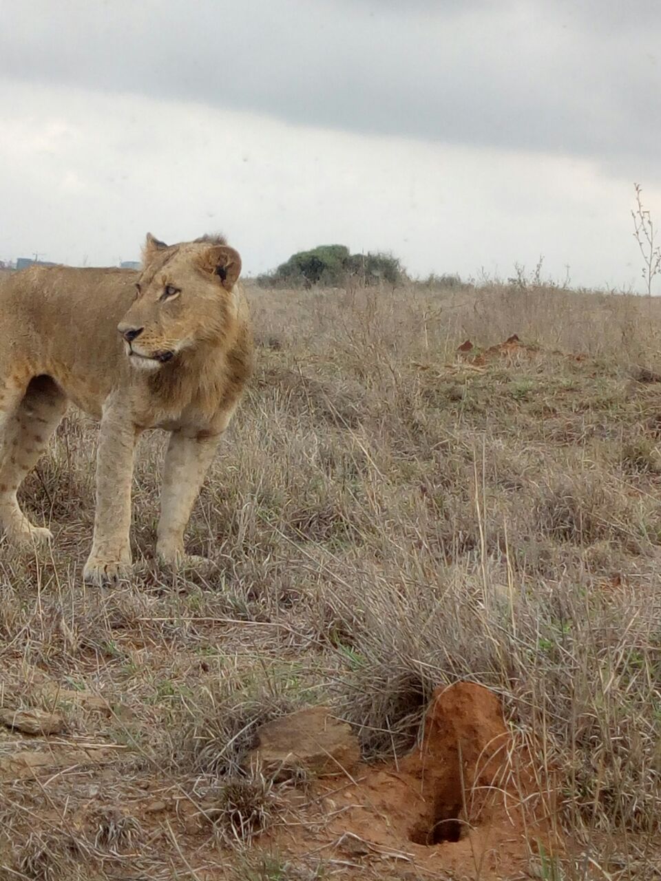 Tourists on safari near Nairobi enjoying guided game drive with Cruzeiro Safaris