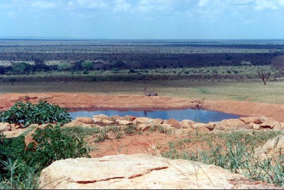 Mombasa Safari, Safari from Mombasa - Tsavoeast