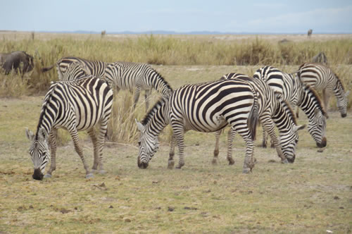 4-Day Lake Nakuru and Masai Mara Safari - Book Your Kenya Adventure with Cruzeiro Safaris Zebras grazing in Kenya’s wilderness, representing the 4-day safari adventure to Lake Nakuru and Masai Mara.