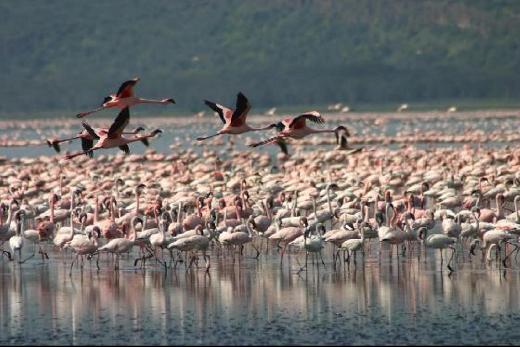 Lake Nakuru Full-Day Safari Tour from Nairobi - Cruzeiro Safaris Kenya Flamingoes gathered along the shores of Lake Nakuru, a highlight of the full-day safari tour from Nairobi with Cruzeiro Safaris Kenya.