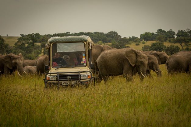 A herd of African elephants walking across the golden savannah of Masai Mara during a late afternoon game drive, with a safari vehicle observing from a distance — captured on a luxury tour with Cruzeiro Safaris Kenya.