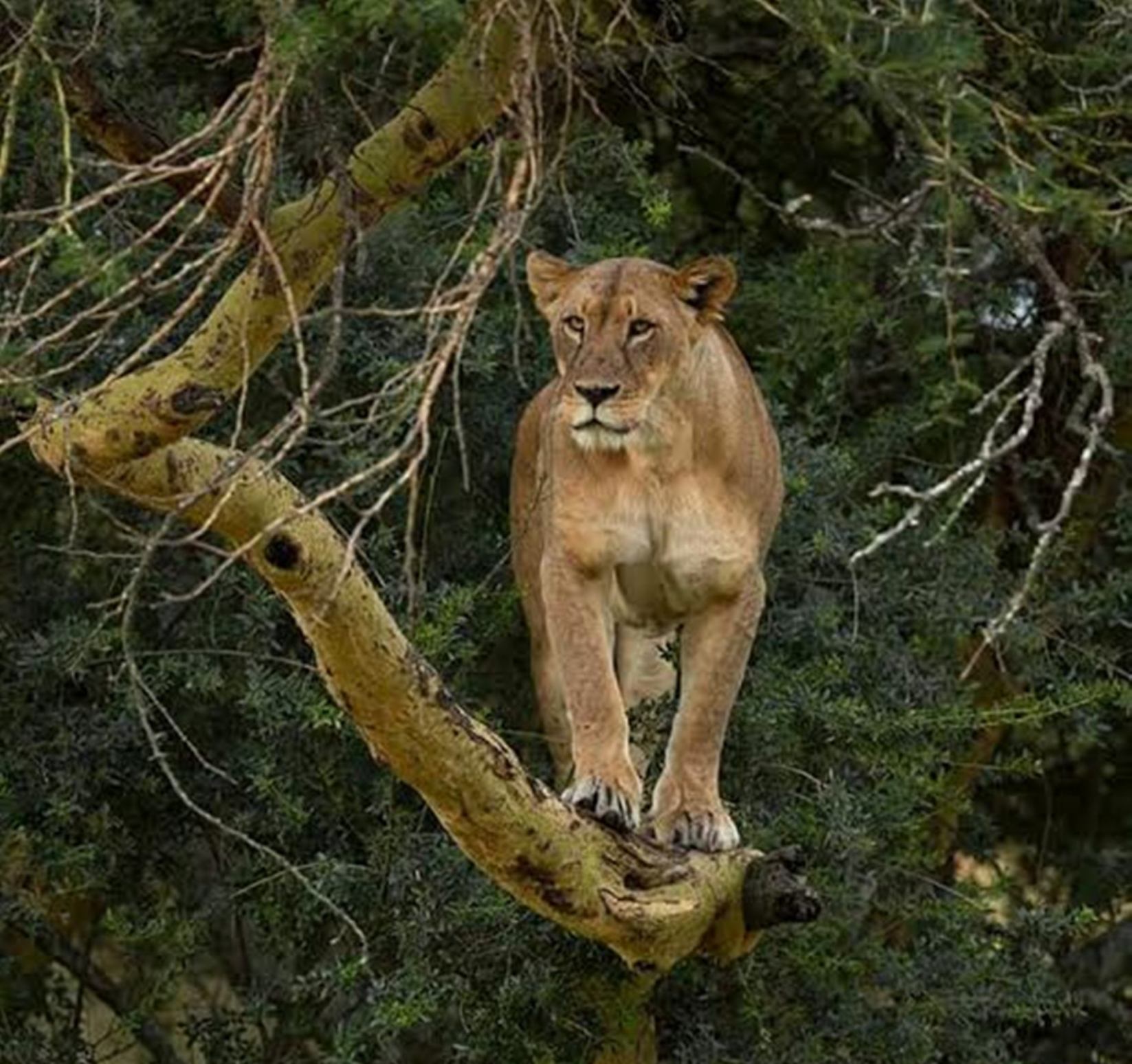 Lion on Tree at Lake Nakuru National Park - Safari with Cruzeiro Safaris Kenya Lion resting on a tree at Lake Nakuru National Park, captured during a safari tour with Cruzeiro Safaris Kenya.