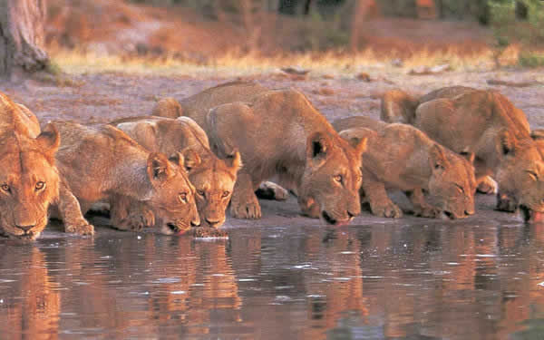 Lions resting on the open plains of Masai Mara, Kenya — book your safari package now for an unforgettable wildlife adventure. Lions resting on the open plains of Masai Mara, Kenya — book your safari package now for an unforgettable wildlife adventure.