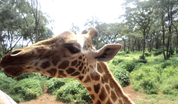 Giraffe Center Nairobi Tour - Experience with Cruzeiro Safaris Kenya Visitor feeding an endangered Rothschild giraffe at the Giraffe Center in Nairobi during a guided tour with Cruzeiro Safaris.