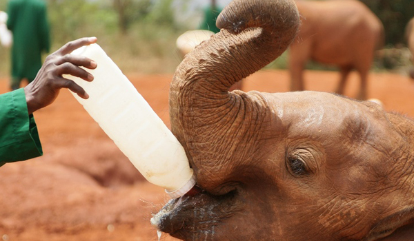 Visit the David Sheldrick Elephant Orphanage in Nairobi with Cruzeiro Safaris — meet and support rescued baby elephants. Baby elephants being cared for at the David Sheldrick Wildlife Trust in Nairobi, featured in the popular Elephant Orphanage Tour with Cruzeiro Safaris.