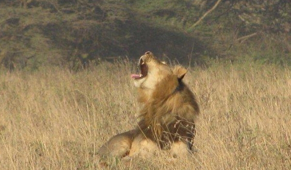 Lion in Nairobi National Park during a Cruzeiro Safaris full-day tour
