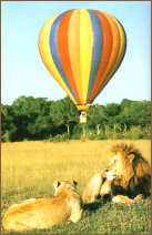 Masai Mara balloon safari over the savannah