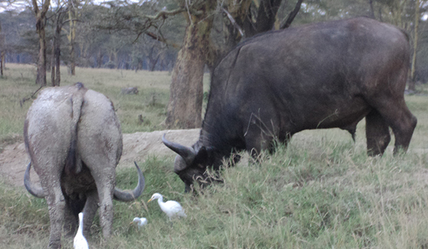 Tanzania adventure safari with Cruzeiro Safaris – travelers on a game drive exploring wildlife in Serengeti and Ngorongoro.