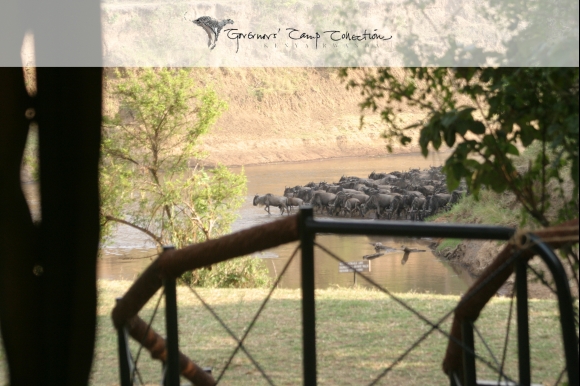 Wildebeest crossing the Mara River during the Great Migration at Governors’ Camp