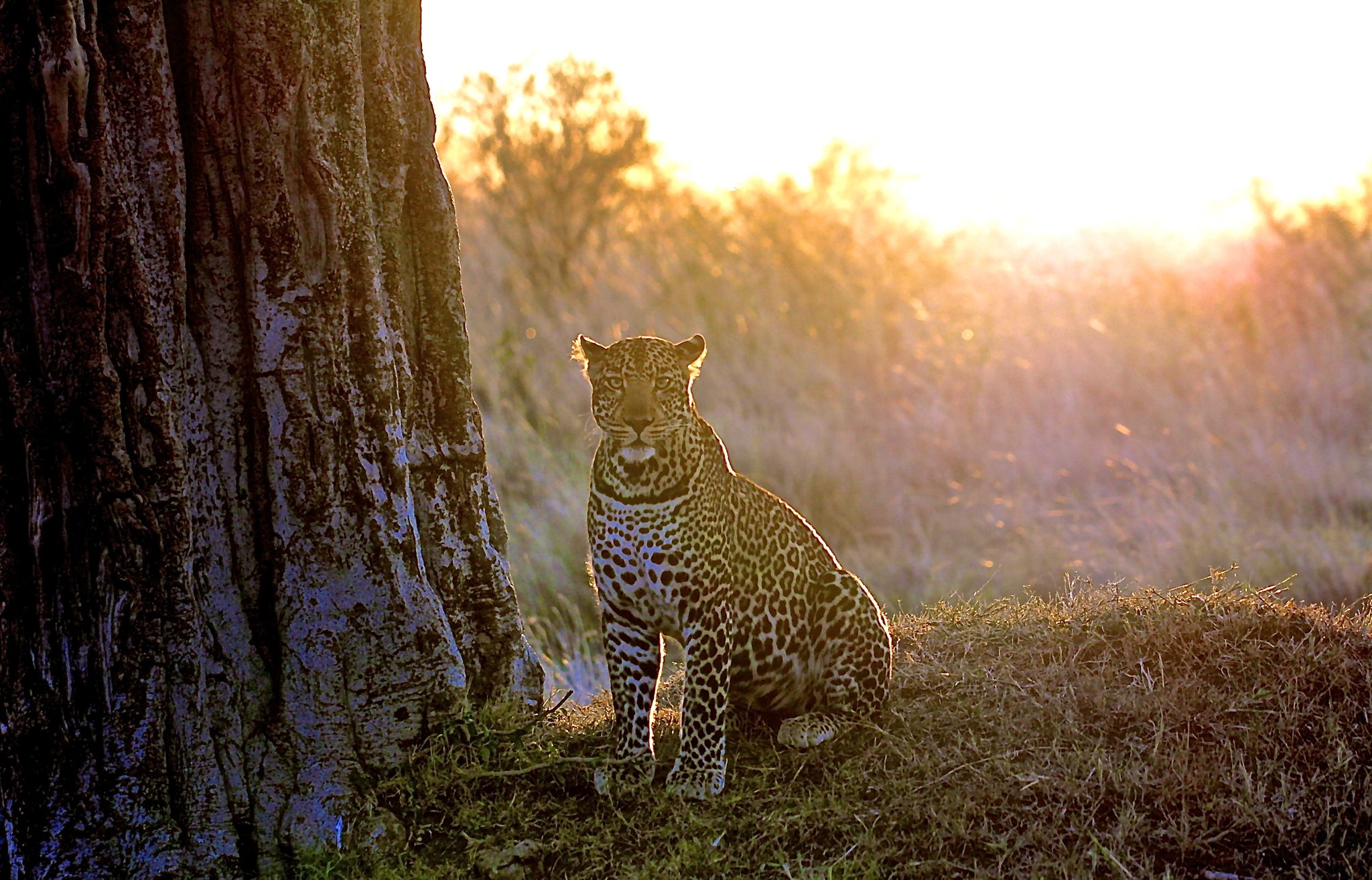 Luxury Safari in Kenya - Book Exclusive Wildlife Packages with Cruzeiro Safaris Elephants walking across the savannah during a golden sunset in Kenya, featured in luxury safari packages bookable with Cruzeiro Safaris.