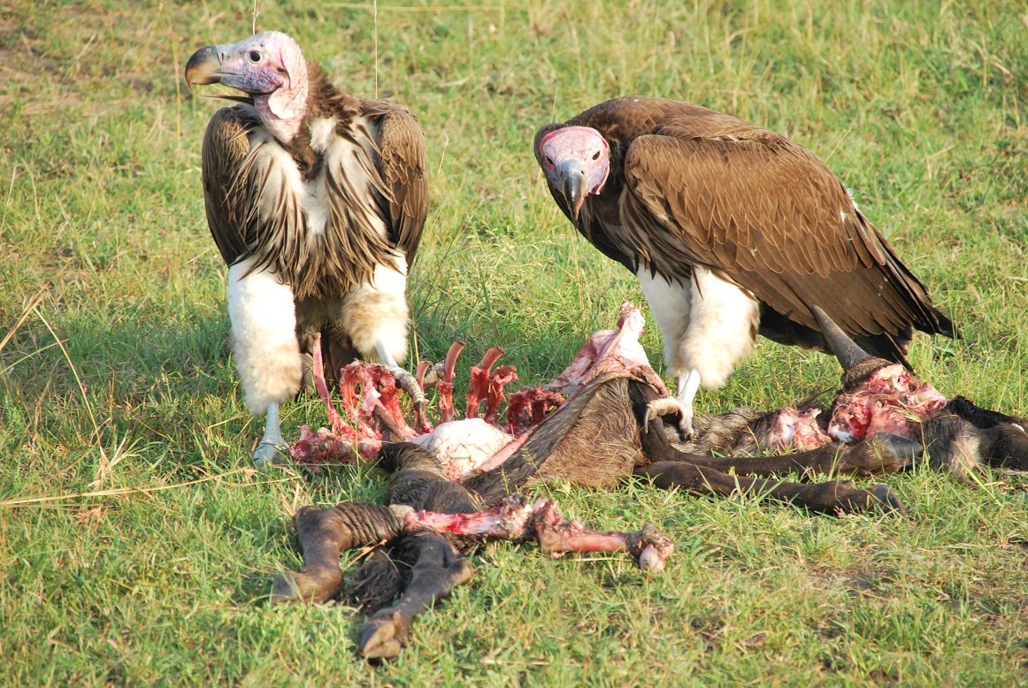 Vultures feeding on a carcass in Nairobi National Park – captured on a wildlife safari with Cruzeiro Safaris Kenya
