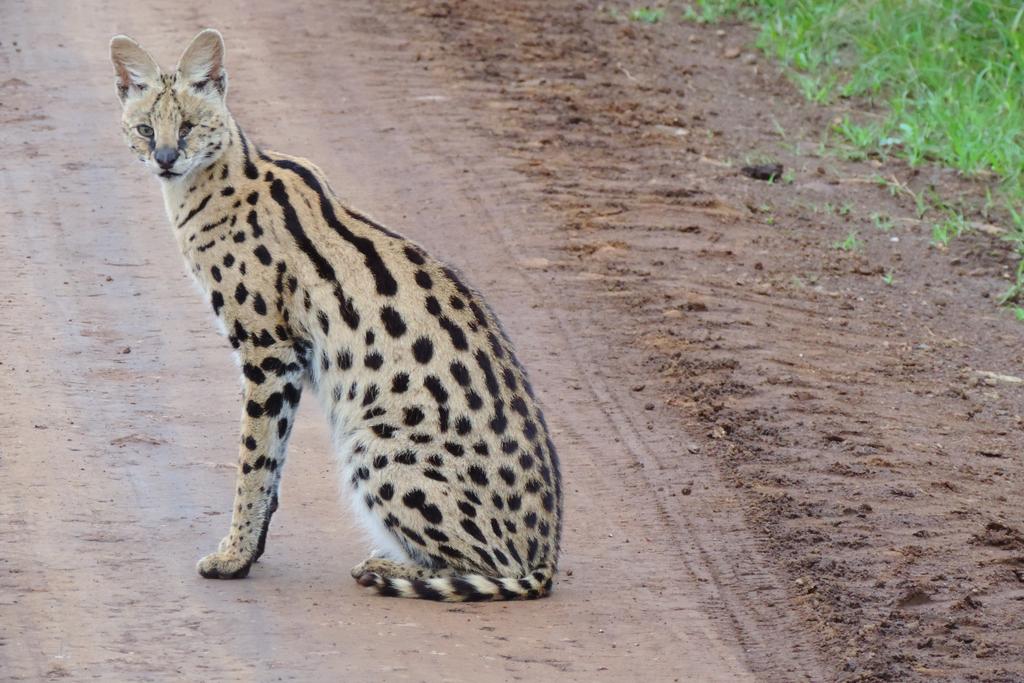 50+ Travel Safari in Kenya - 14-Day Guided Tour with Cruzeiro Safaris Kenya Mature travelers enjoying a scenic wildlife safari in Kenya, ideal for 50+ age group on a 14-day guided safari adventure with Cruzeiro Safaris.