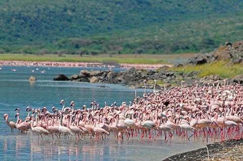Scenic view of flamingos and hot springs at Lake Bogoria on the Rift Valley Circuit safari with Cruzeiro Safaris Kenya.