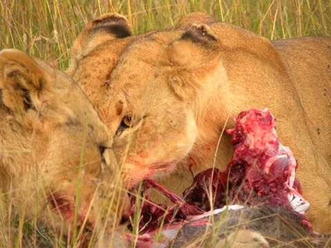 Lions Feeding in Masai Mara - Book 4-Day Kenya Safari Holidays with Cruzeiro Safaris Lions feeding after a hunt in Masai Mara, captured during a thrilling game drive on a 4-day Kenya safari vacation