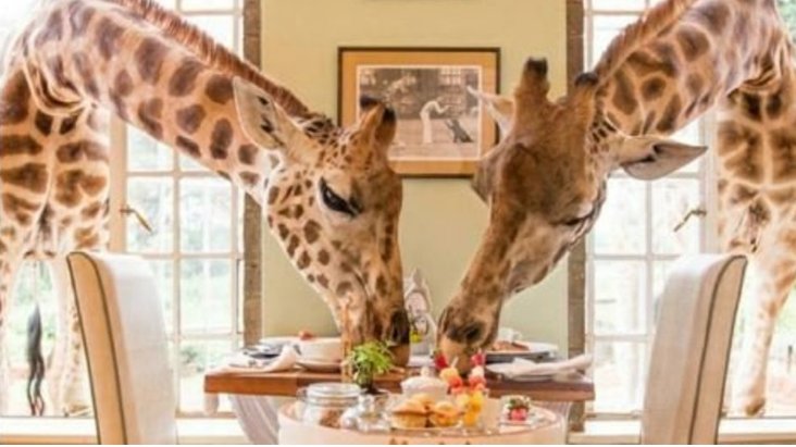 Two giraffes enjoying breakfast with guests at Giraffe Manor Nairobi – part of a luxury private safari experience with Cruzeiro Safaris Kenya