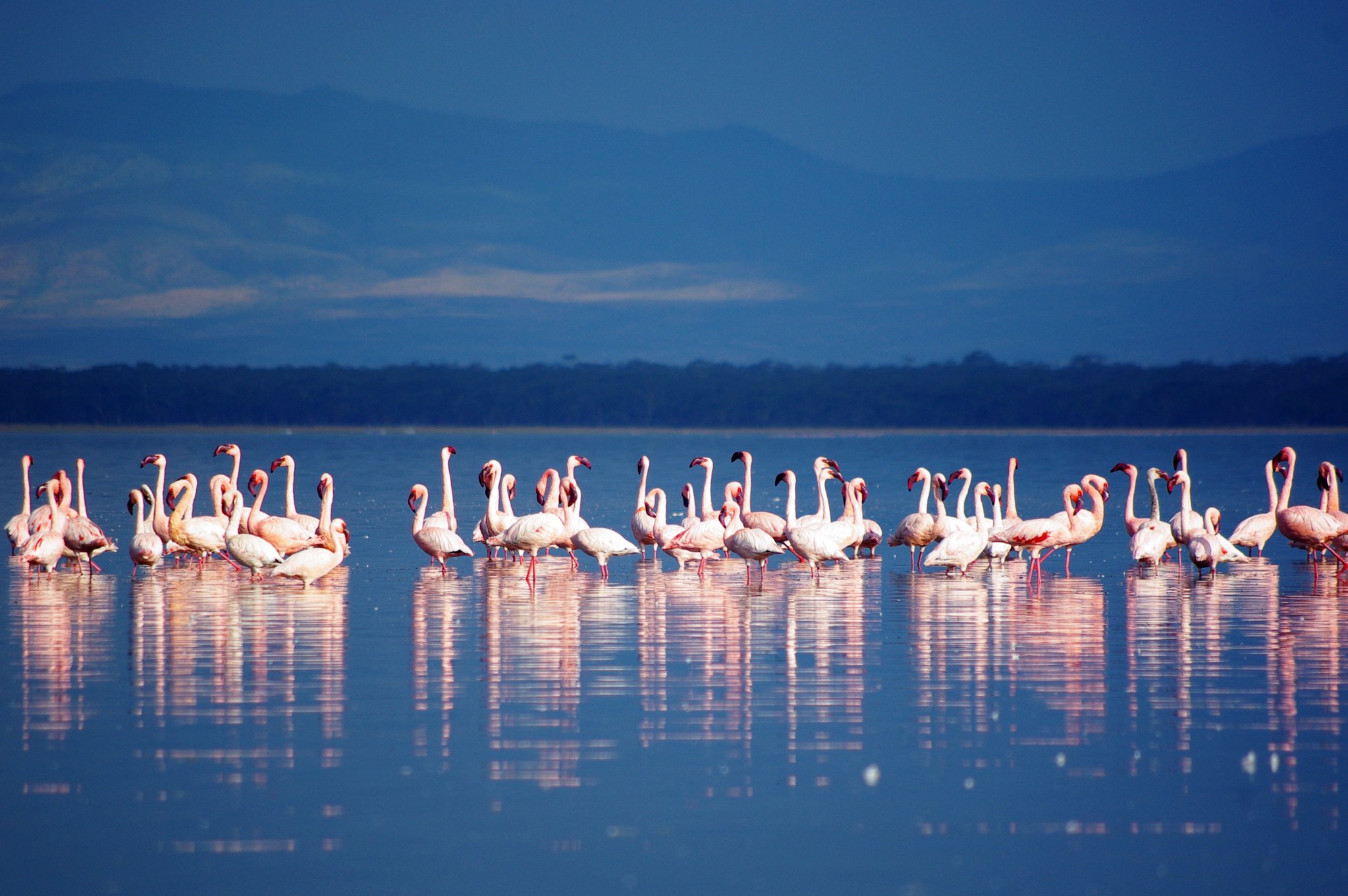 Kenya safari packages in kenya 