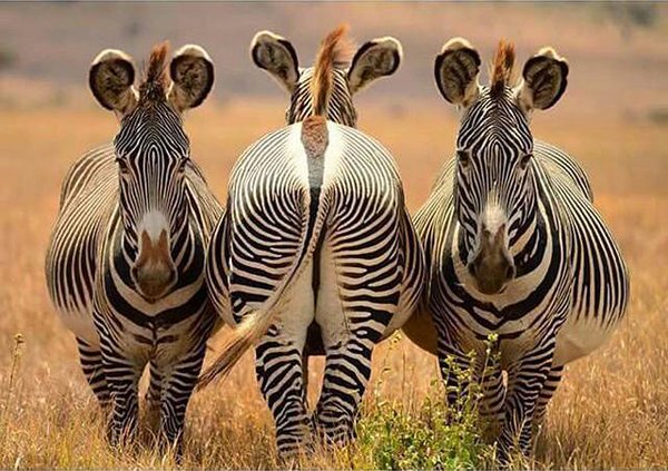 Three zebras standing alert in the grasslands of Amboseli National Park, Kenya – captured during a daytime safari
