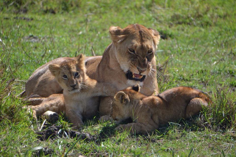African wildlife scene at sunset, featuring safari adventure highlights in Masai Mara including luxury flights and hot air balloon experiences.