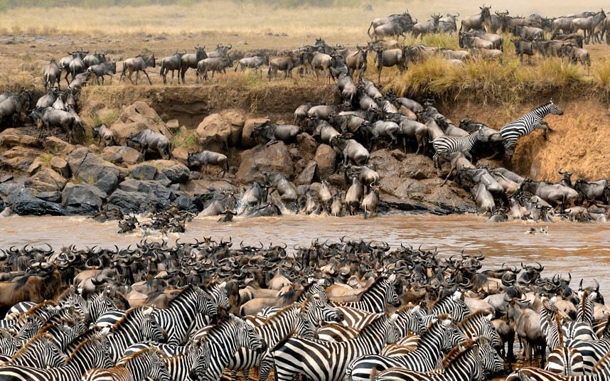 Wildebeest and zebras crossing the Mara River during a Cruzeiro Safaris game drive in Masai Mara, Kenya