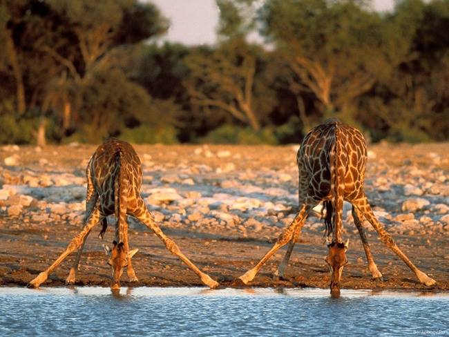 Giraffes drinking water during a game drive in Tanzania with Cruzeiro Safaris – a rare and peaceful wildlife sighting.