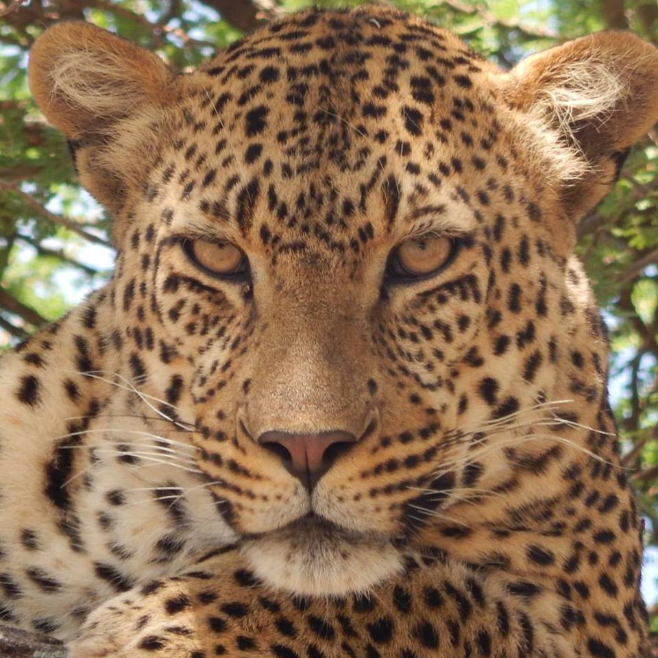 Luxury Safari Experience - 5 Days in Masai Mara and Conservancies with Cruzeiro Safaris Kenya Scenic view of wildlife in Masai Mara near Base Camp and Eagle View, perfect for luxury safari vacations and conservancy tours.