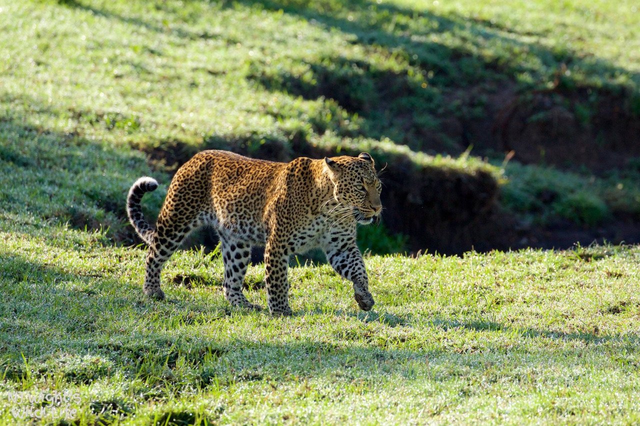 Kenya safari: Masai Mara National Reserve is globally famous for its great annual migration of wildebeest and zebra and different wildlife found in this park.