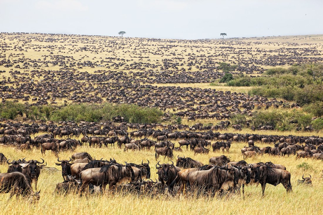 Wildebeest migration crossing the plains of Masai Mara, Kenya – part of the Great Migration spectacle