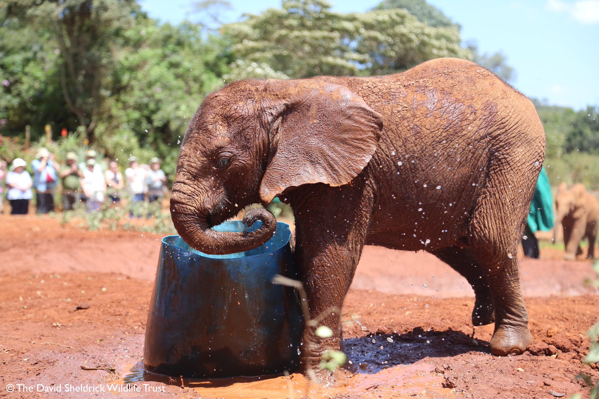 Join Cruzeiro Safaris for unforgettable elephant tours from Nairobi — experience Kenya’s majestic wildlife up close. Elephant roaming freely in the savannah near Nairobi, featured on guided elephant tours organized by Cruzeiro Safaris Kenya.