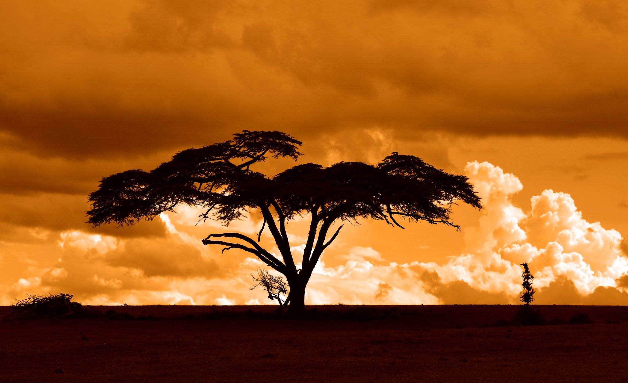 Open Spaces of Masai Mara - Find and Book Luxury Safaris in Kenya Expansive open landscapes of Masai Mara, showcasing the beauty of Kenya's luxury safari destinations.